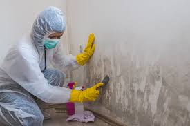 Environmental Consulting for Mold Prevention in Hiawatha, IA